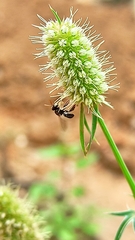 Nannotrigona testaceicornis
