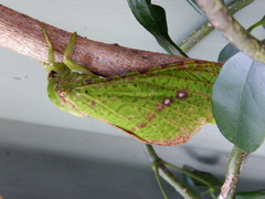 Aenetus eximia