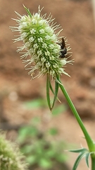 Nannotrigona testaceicornis