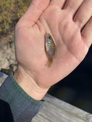 Lepomis gulosus