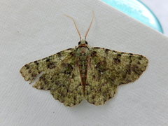 Aeolochroma hypochromaria
