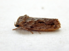 Agriophara confertella