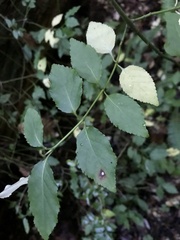 Euonymus occidentalis