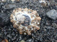Cellana ornata