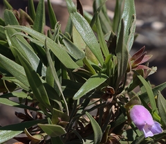 Eremophila freelingii
