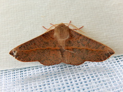 Antictenia punctunculus