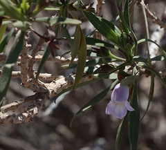 Eremophila freelingii