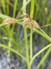 Bolboschoenus caldwellii