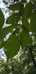 Carya myristiciformis