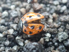 Coccinella undecimpunctata