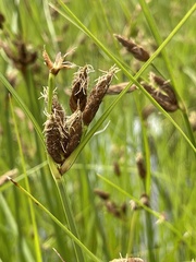Bolboschoenus caldwellii