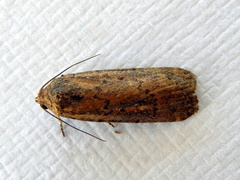 Athetis tenuis