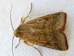 Australothis rubrescens