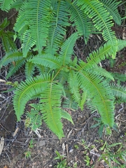 Dicranopteris linearis