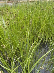 Bolboschoenus caldwellii