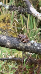 Pristimantis bogotensis