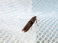 Blastobasis tanyptera