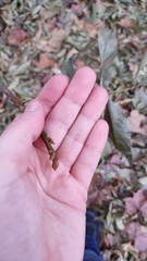 Carya myristiciformis