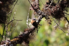 Ochthoeca rufipectoralis