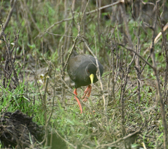 Zapornia flavirostra