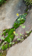 Erythranthe taylorii