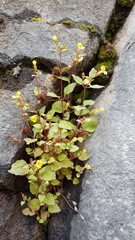 Erythranthe taylorii