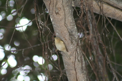 Phylloscopus canariensis