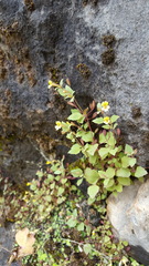 Erythranthe taylorii