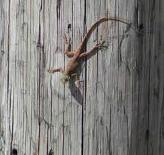 Agama picticauda