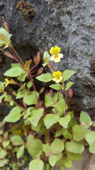 Erythranthe taylorii