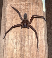 Sparassidae