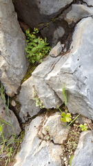 Erythranthe taylorii