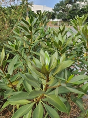 Myoporum bontioides