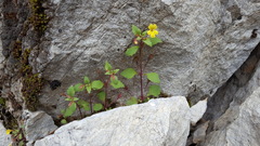 Erythranthe taylorii