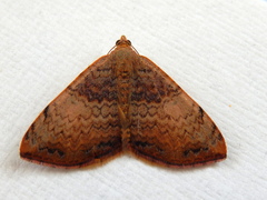 Chrysolarentia mecynata