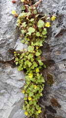 Erythranthe taylorii