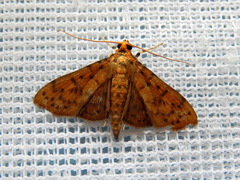 Conogethes punctiferalis