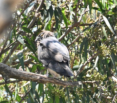 Macheiramphus alcinus anderssoni