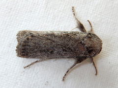 Cryptophasa irrorata