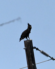 Lophaetus occipitalis