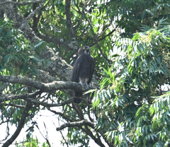 Macheiramphus alcinus