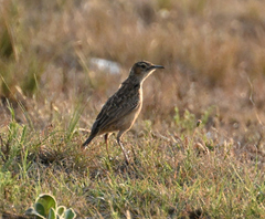 Chersomanes albofasciata