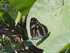 Limenitis sulpitia