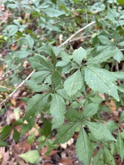 Eleutherococcus sieboldianus