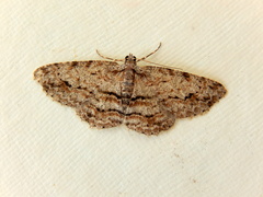 Didymoctenia exsuperata