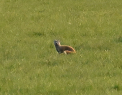 Cynictis penicillata