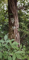 Carya myristiciformis