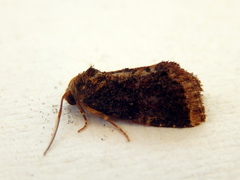 Elusa