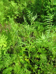 Achillea ptarmicoides