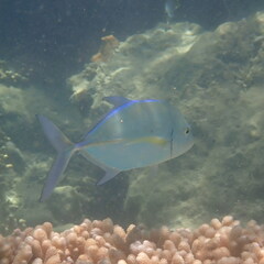 Caranx melampygus
